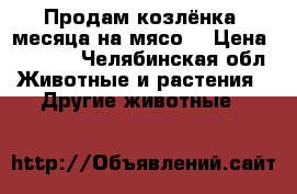 Продам козлёнка 4месяца на мясо  › Цена ­ 1 500 - Челябинская обл. Животные и растения » Другие животные   